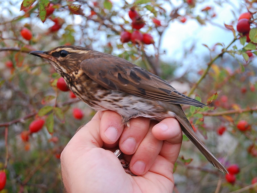 Redwing, Sundre 20100913